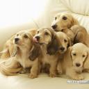 Аватара пользователя